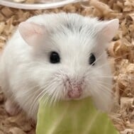 바르가키 🐹💕