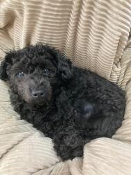 🐶