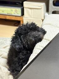 🐶