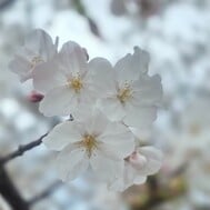 오늘도 고마워요 🌸