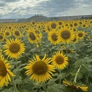 해바라기