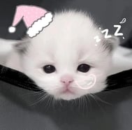 🎀 다음번🈳19:40~ 🎀