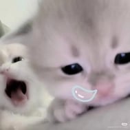 칸바이⊂˙꒳ ˙)♩🈵