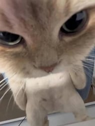 요요😺