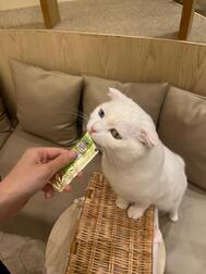 내일