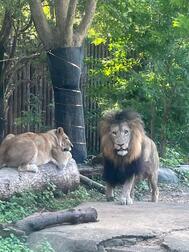 🦁