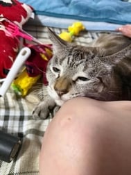 🐱