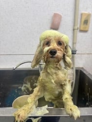 💟긴급 쿠스트