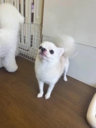 ⸜🌷︎⸝‍내일은 소중한 🐶의 생일 🎂