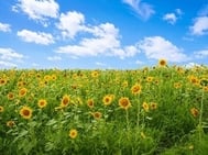 안녕하세요☀