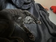 오키타카야 🐈