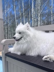휴일을 보내는 방법🐶