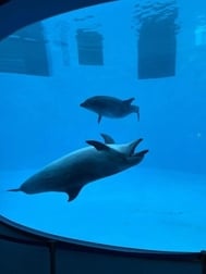 시작 프레임만 🈳