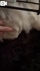 🐱 천사와 놀린 😻