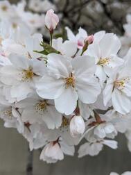벚꽃이 예뻐☺️🌸