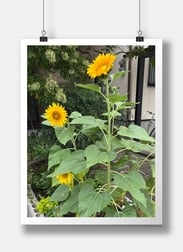 피었습니다!