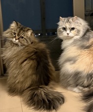 좋은 아침