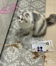 고양이는 녀석이
