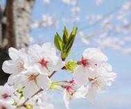 🌸 벚꽃 눈보라 🌸