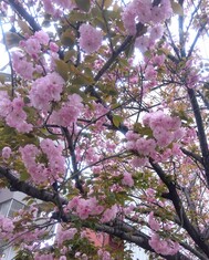 늦은 피는 벚꽃 ♪
