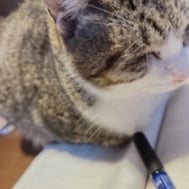예약💌본지명님💗