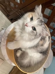 예약★