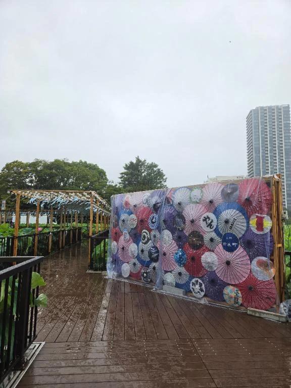 닛포리계 쿠마