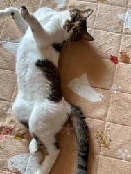 좋은 아침