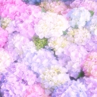 🌸 감사일기