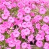 🌸 감사일기