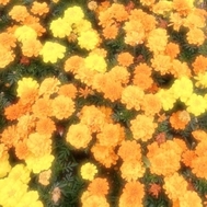 🌸 감사합니다 〇 마