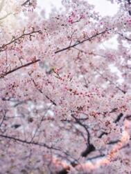 꽃을 보았다 🎶🌸