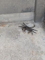 봐! ! 😃🦀