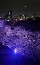 하나미 🌸