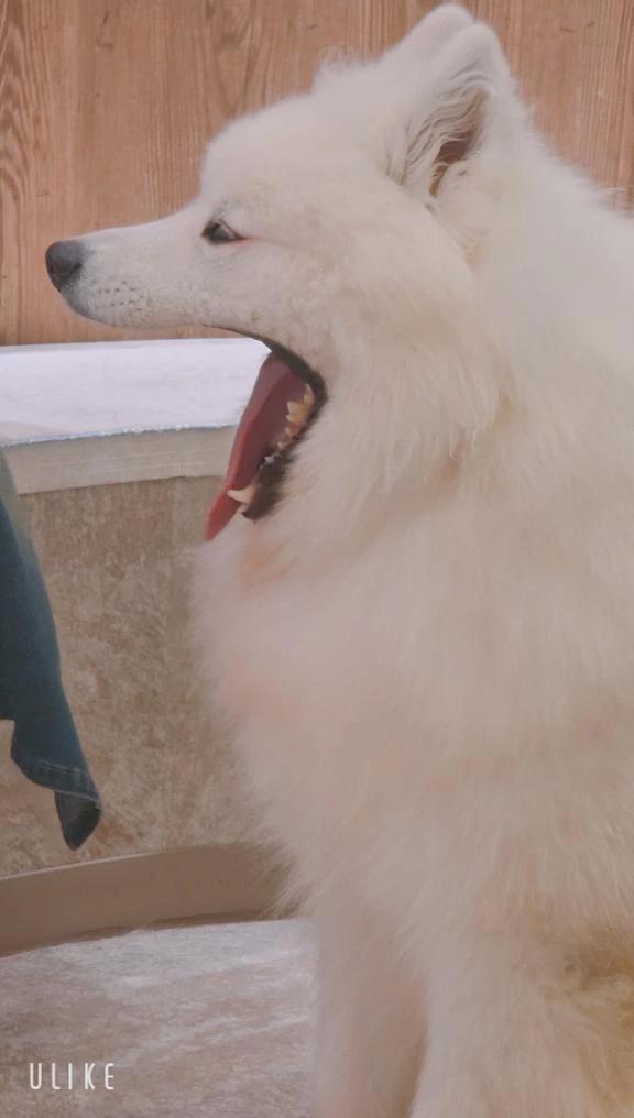 패널