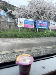벚꽃
