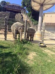 코끼리 🐘
