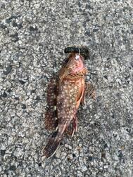 오늘의 낚시과 🐟