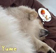 애교많은 좋은 휴일