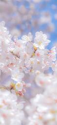 소중한 소식🌸