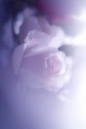 사과