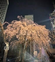 복귀 선언 ✨