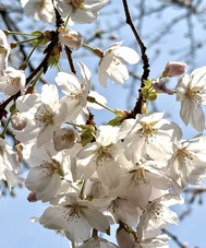 벚꽃을 보면서 먼지~