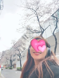 고탄다 벚꽃