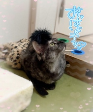 봄 방문 •*¨*•.¸♬︎