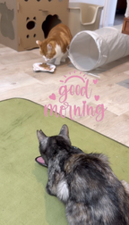 신고♡♡