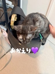 귀가했습니다•*¨*•.¸♬︎