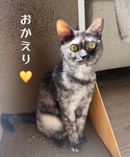 귀가했습니다•*¨*•.¸♬︎