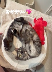 귀가했습니다•*¨*•.¸♬︎