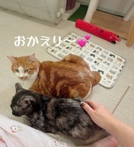 귀가했습니다 ♡♡